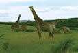 Giraffe at Tala Private Game Reserve